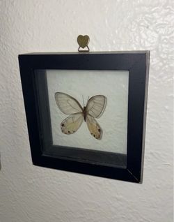 Butterfly decor