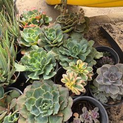 Succulents 