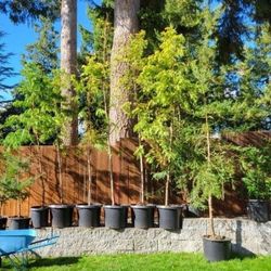 Redwoods- Coastal, Sierra, and Dawn 