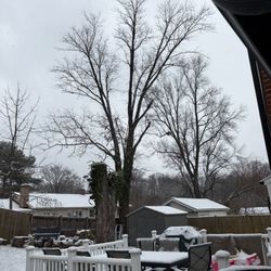 Corto Árboles Abuen Precio