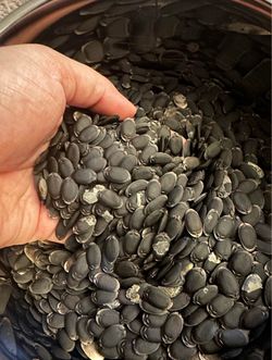 Luffa Seeds