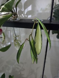 Plant cuttings