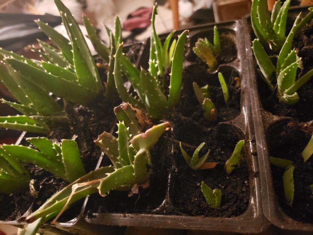 Aloe Vera Plants