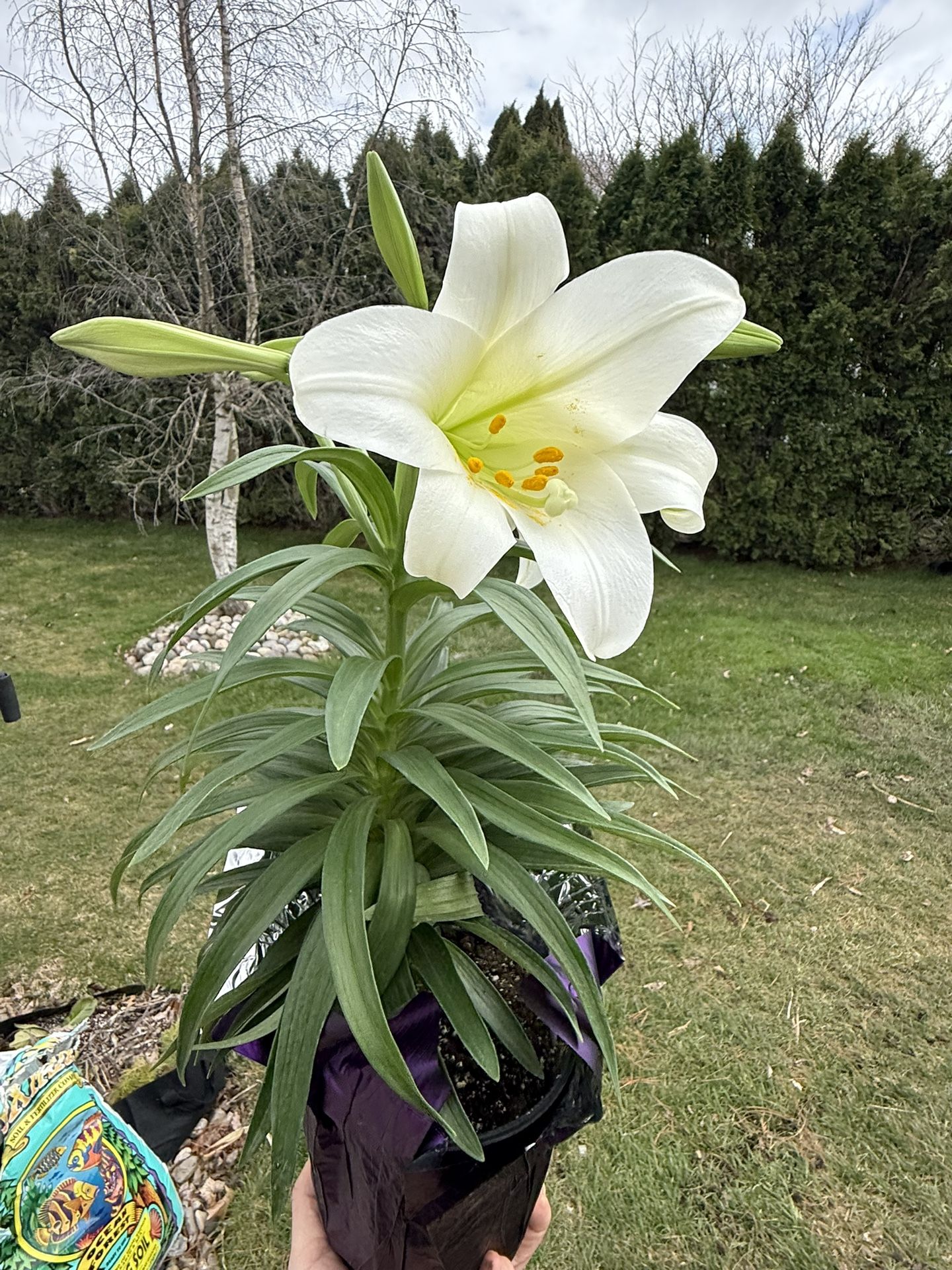 Perennial Easter Lillie