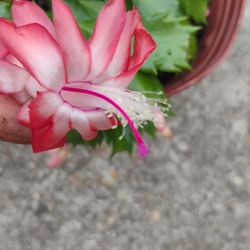 Zygocactus Succulent Plant 