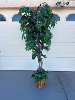 7F artificial ficus tree