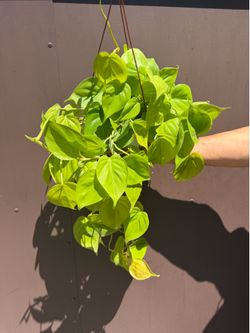 6” neon philodendron