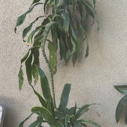 6-foot Tall Dracaena Plant 