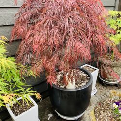 Live outdoor Japanese Maple Crimson Queen Laceleaf tree plant in a Le Beau ceramic planter pot—firm price