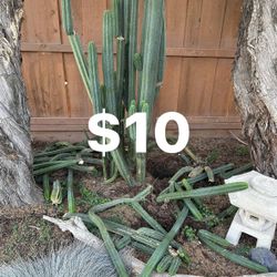 San Pedro Cactus Cuttings