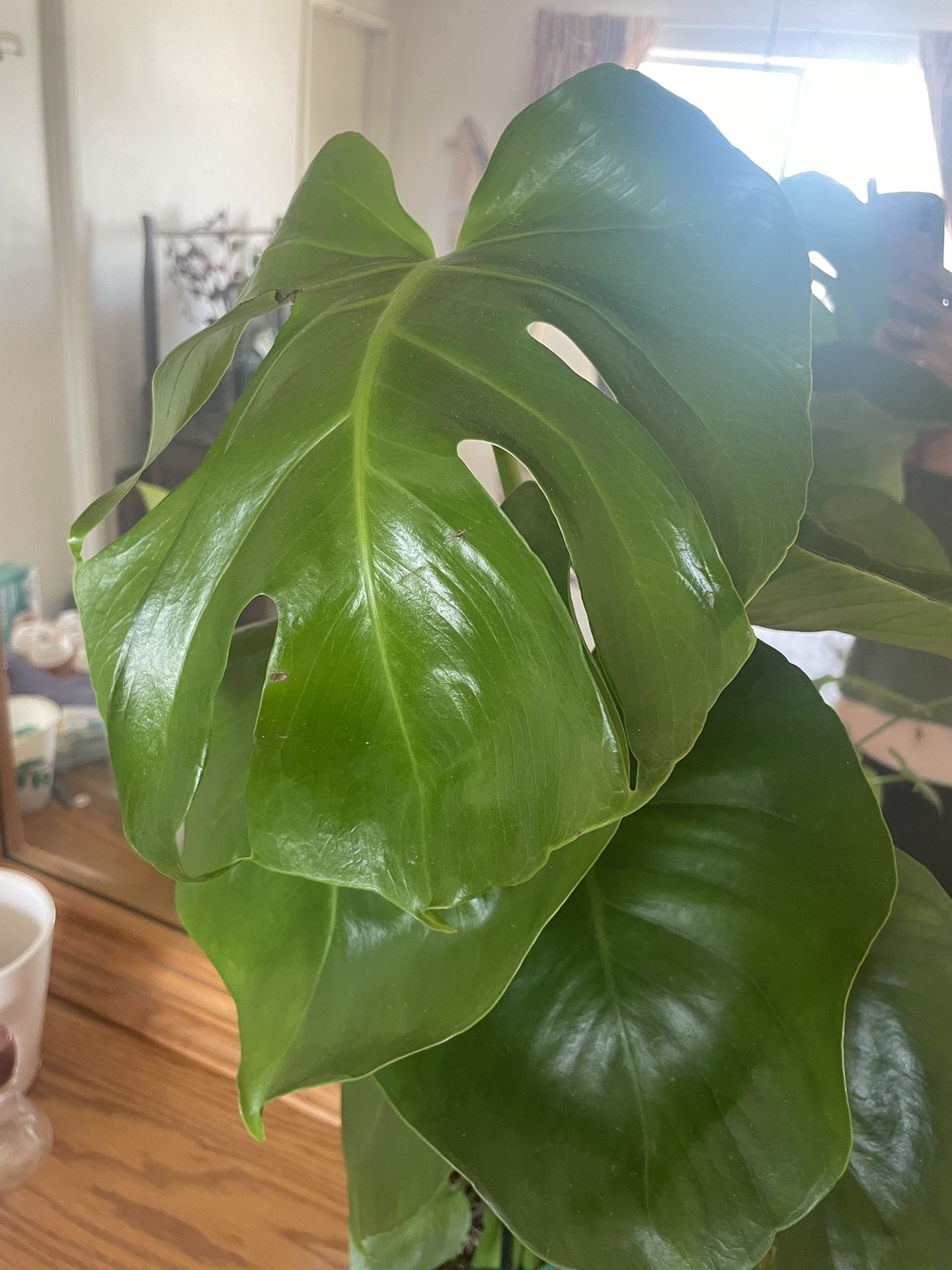 Monstera Deliciosa Plant