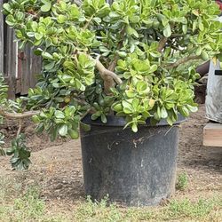Jade plant