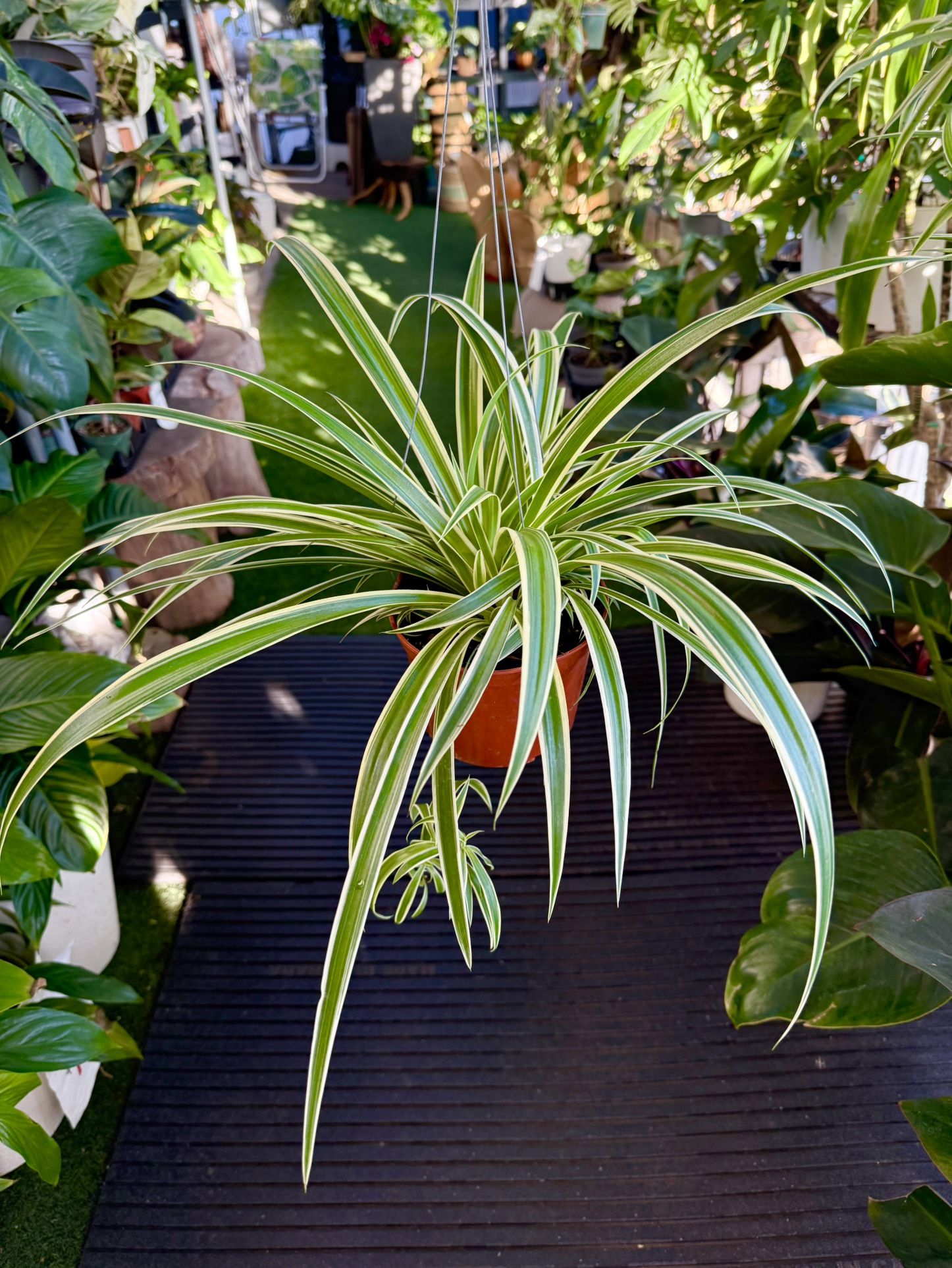 Plants (6”pot🌿Spider plants)$12 each or 2 for $20