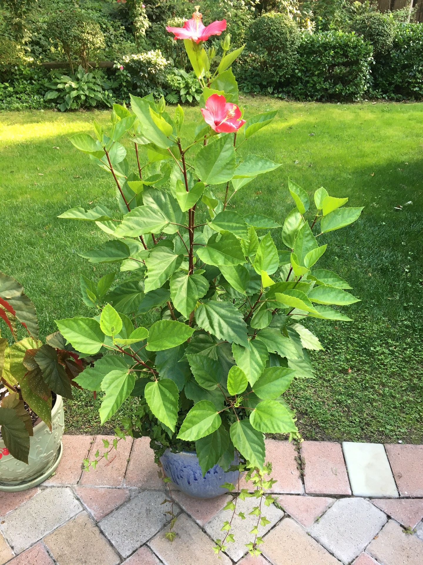 Real Pink Hibiscus with planter