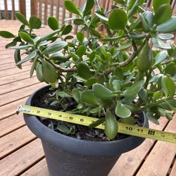 Healthy 2’ Lush Jade Plants in 1’ Decorative Pot
