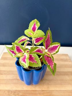 Variegated Pink and Green Coleus Plant