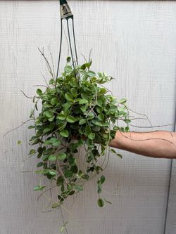 6” hoya mathilde XL with peduncle