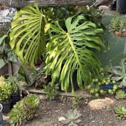 Venta De Plantitas 🪴Y Suculentas 🪷🌵