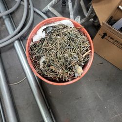 Bucket Of Screws