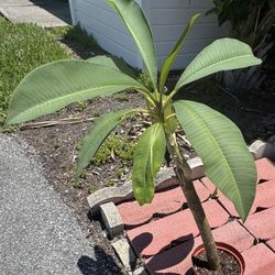 Plumeria Plants