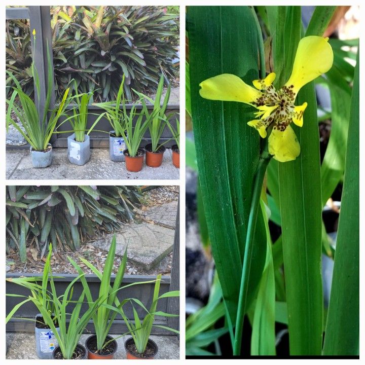 Walking Yellow Irises -Sold Separately