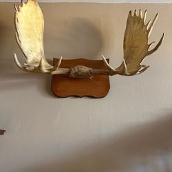Trophy Mounts