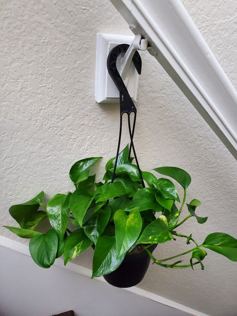 House Plant, Nice Colors, Hanging Pot, 