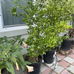 Green Lemon Plant For Sale
