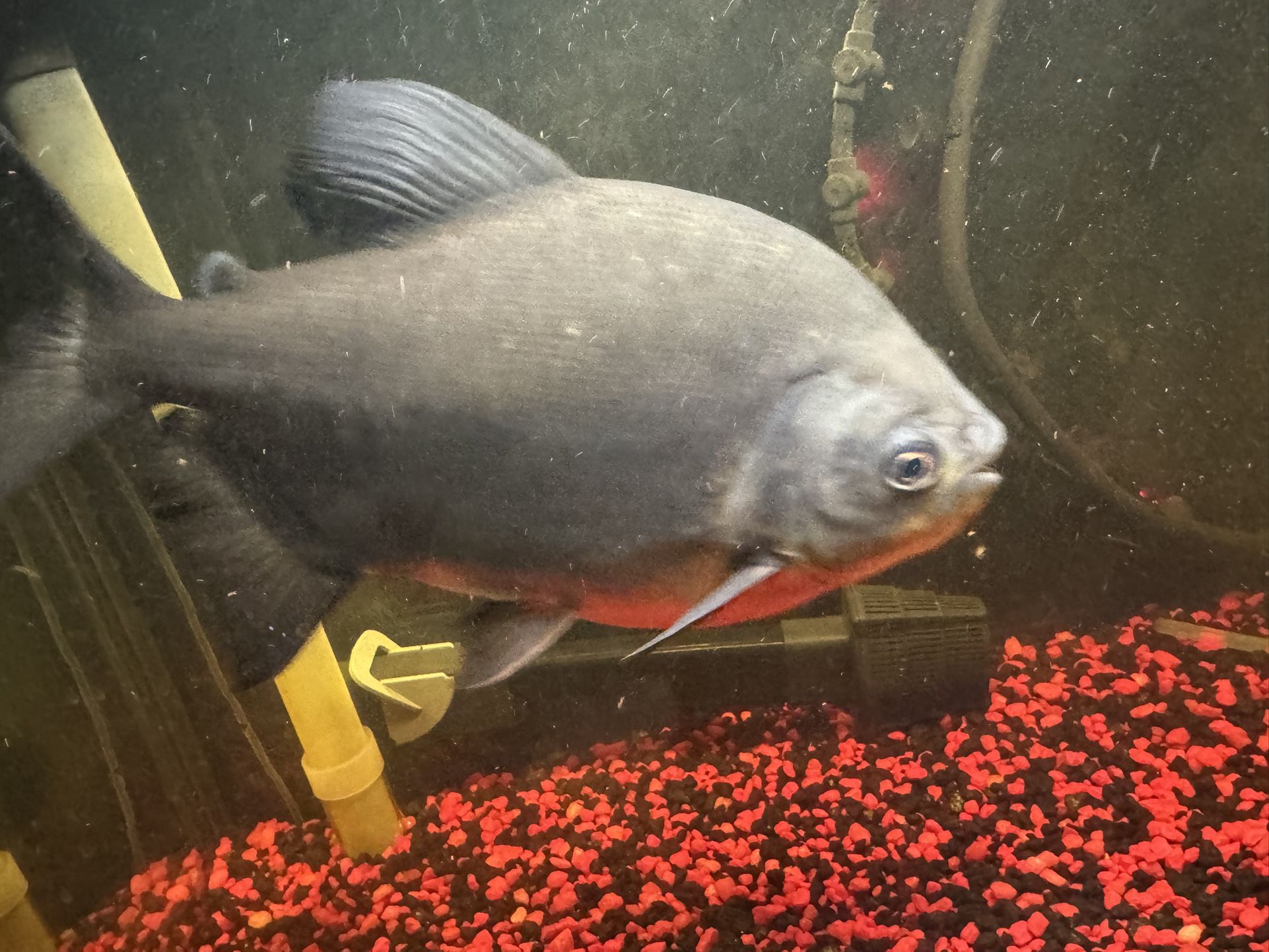 “🐟 Fresh Water Giant Fishes – Pacus, Oscar & Sun Catfish (Individually or All)”