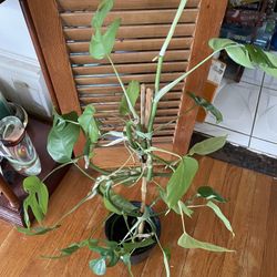 Mini Monstera