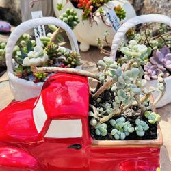 Pachyphytum oviferum( Korean Succulents) 