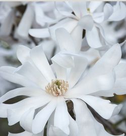 # 13 Royal Star Magnolia Plant 15gal
