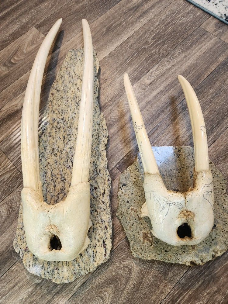 Walrus Head Mount Tusks