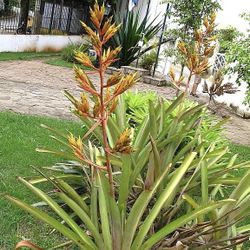 Bromeliads  Lemon Lemonade Blanchetianas