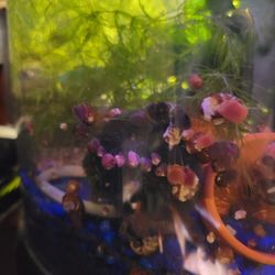Aquarium Plants And Snails