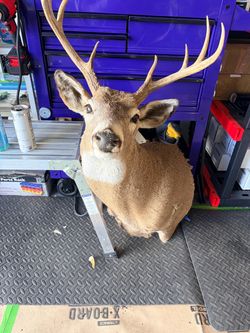 Several mounts deer, elk, sets singles, full taxidermy’s to the shoulder of a large elk also of a large deer, asking 7500.00 for the whole load, open 