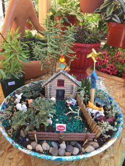 Succulents arrangement