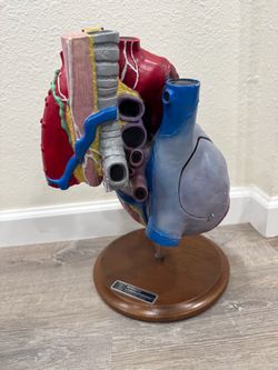 Vintage Bobbitt Laboratories Biological Heart Model - Rare -
