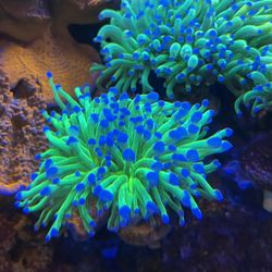 LPS-frag- 100 Per Head