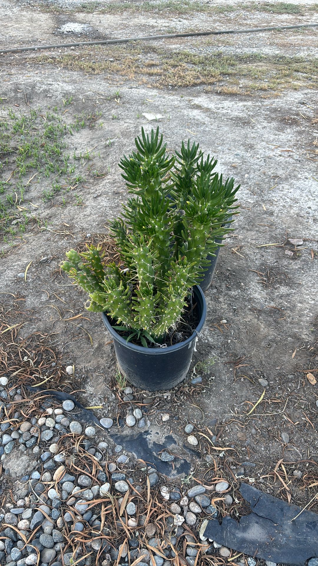 Cactus