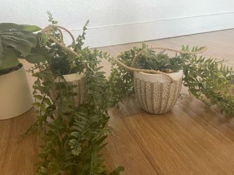 Plants