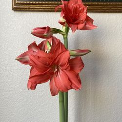 Ballerina Amaryllis Lily, Rich Pink Blooms, Rare Double Hippeastrum Flower Plant