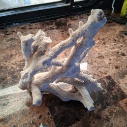 Large coral pieces