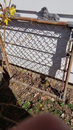 Antique gate w Dogs on it