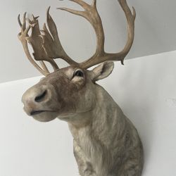 Caribou W/ Matching Double Shovels Shoulder Mount