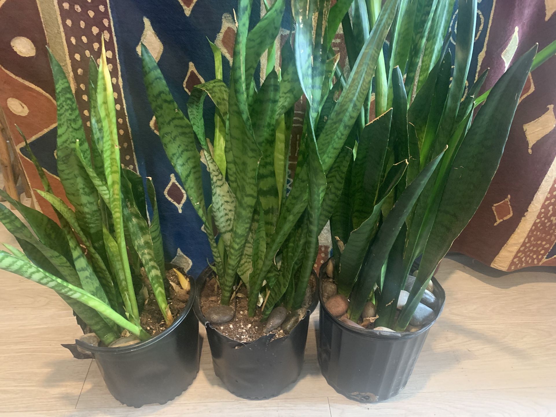 Snake Plants for Sale…1 Left