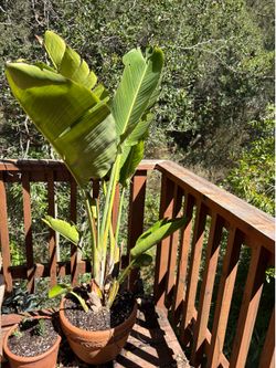 4 x Palms in Mexican Terracotta Pots just fed and given potting mix all 4 incl
