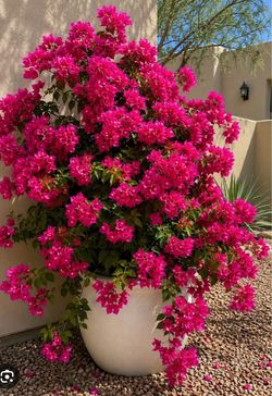 2 EXTRA LARGE HEAVY DUTY PLASTIC POTS with BOUGAINVILLEA PLANTS