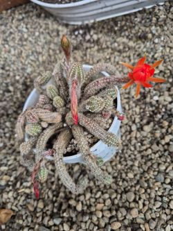Cactus with Orange flowers is blomming now