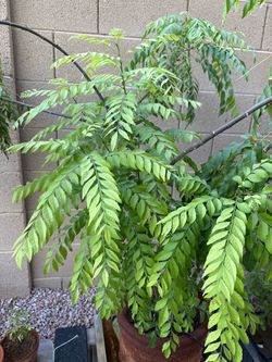 Curry Leaf plant big